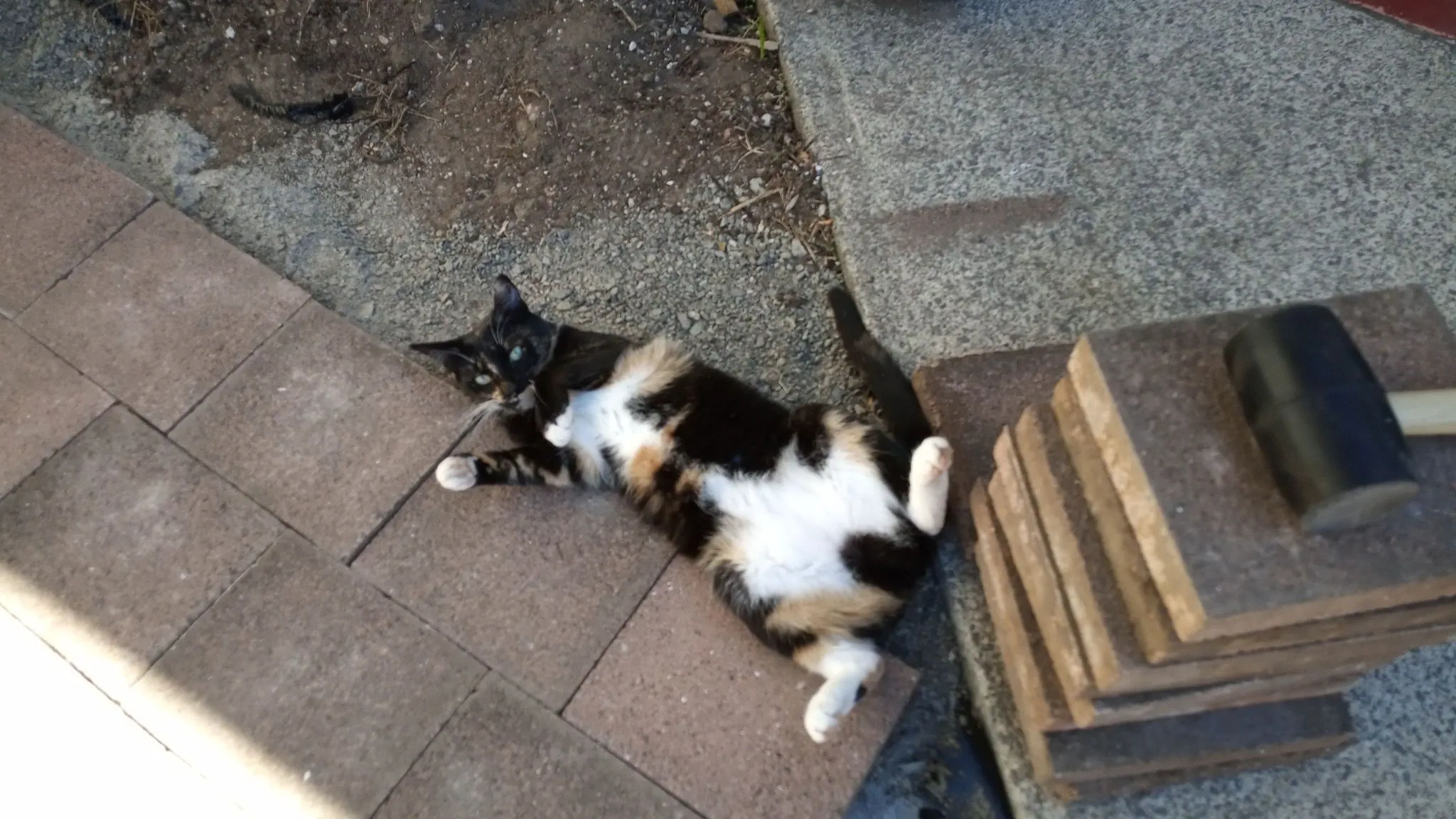 Ferne is liking the new patio (3)